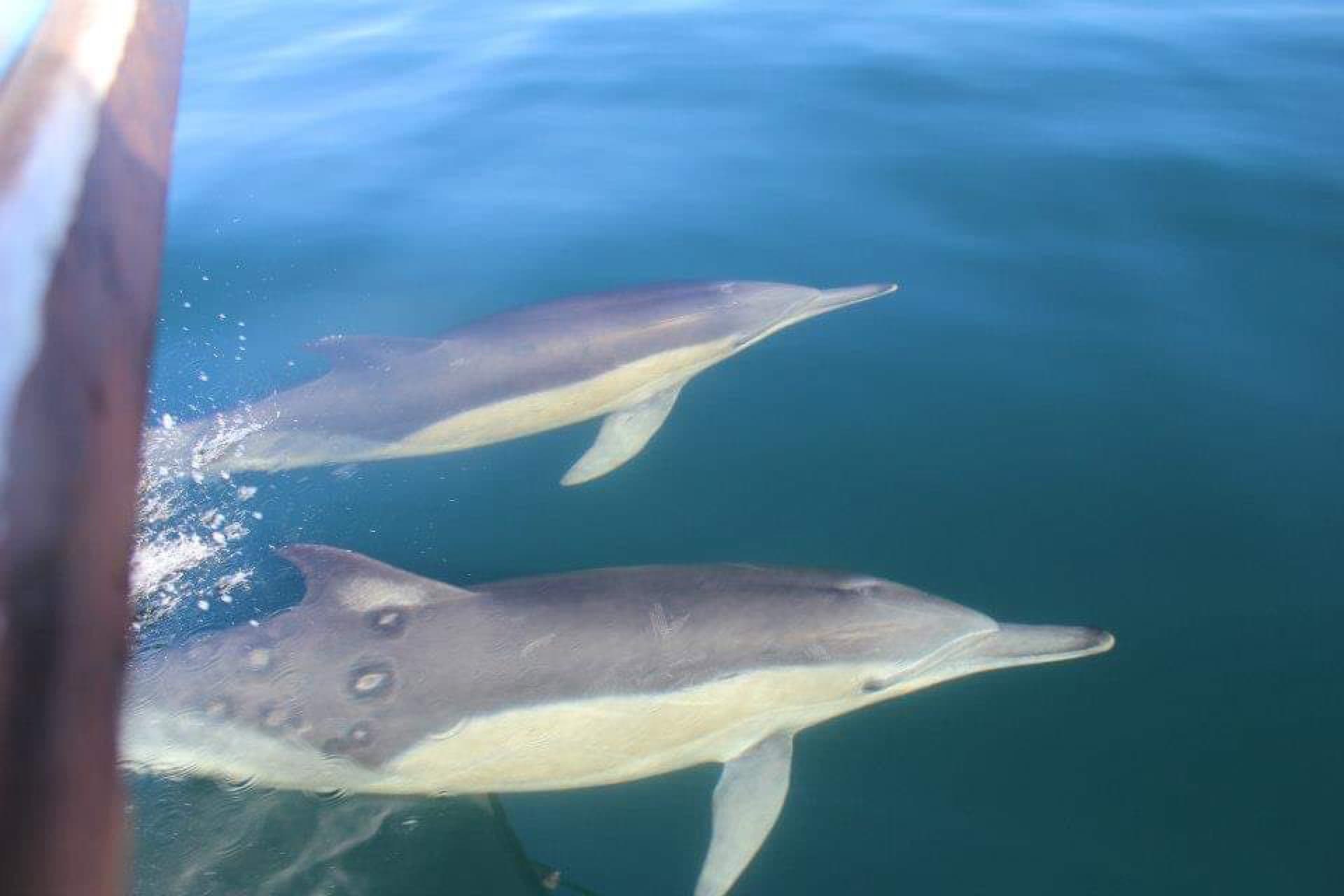 Two common dolphins riding the bow wave beside the boat